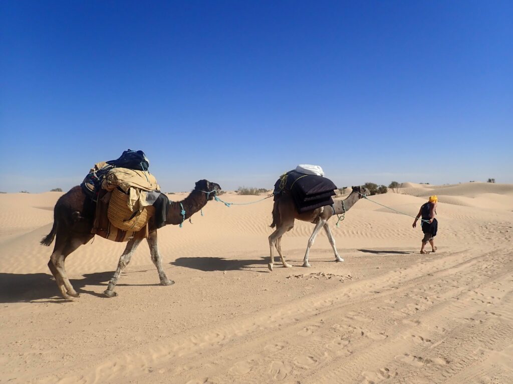 Sahara-dromadaires